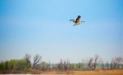 A flock of pelican birds walks along the blue lake of Cyprus. Flying pelicans in the blue sky. Waterfowl at the nesting site.