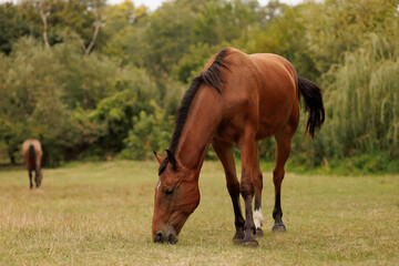 Fototapeta premium horse nibbling grass walking pasture in autumn