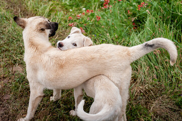 two white dogs in a funny pose. The dog crawled under the dog and looks into the camera. Funny pets on the lawn in the process of walking outdoors