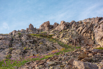 Colorful high mountain landscape with orange trollius flowers and green grasses on sharp rocks in bright sun. Many vivid flowers on rocky mountains in sunlight under cloudy sky in changeable weather.