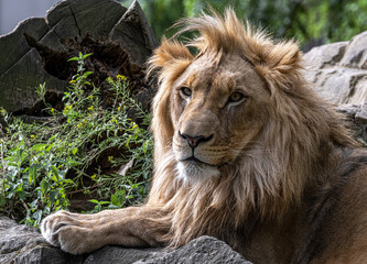 Male Lion (Panthera leo) Resting