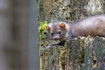 Cute young marten is posing on a tree trunk. Horizontally. 