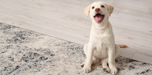 Cute Labrador puppy sitting on soft carpet