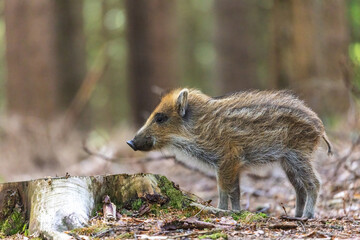 Fototapeta premium Side view portrait of young wild boar in the forest. Horizontally. 
