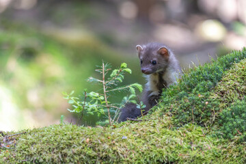 Adorable young marten is posing in the moss next to a small conifer.  Horizontally. 