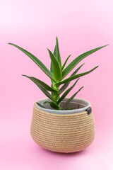 Aloe vera plant in a jute rope pot
