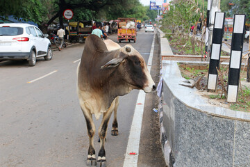 The cow is a sacred animal of the Hindus. Cow on the city street.