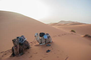 Camel Caravan in Erg Chebbi, Sahara Desert, Morocco.