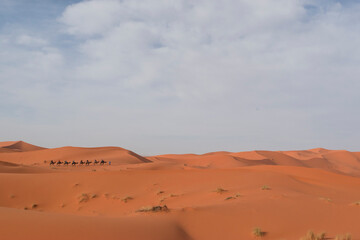 Fototapeta na wymiar Camel Caravan in Erg Chebbi, Sahara Desert, Morocco.