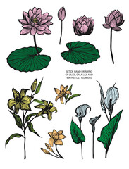 Set with lily flowers. Water lily, kala flower. A set of colored linear illustrations of lilies.