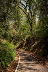 Narrow asphalt road going up from Pesaro to the San Bartolo Mount, under a roof of trees
