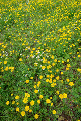 A fiels covered with buttercup and chamomile flowers in the Parco della Pace (Park of the Peace),...