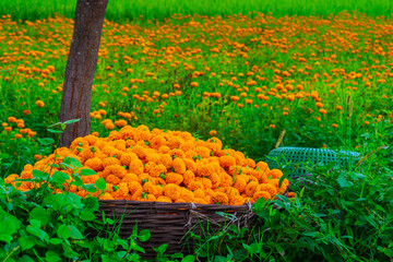 Marigold flowers are collected from field and kept in a basket.