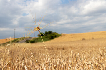 Fototapeta na wymiar Ripe spike of wheat isolated on sky background. Wheat field