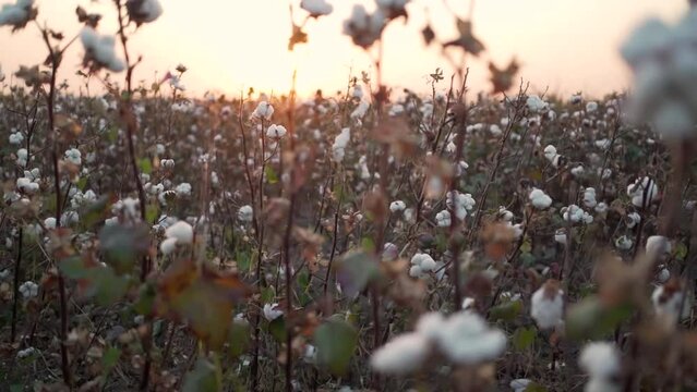 Cotton plantation ripened at sunset