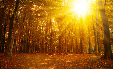 Golden autumn, autumn scene, abstract forest scenery with rays of warm light