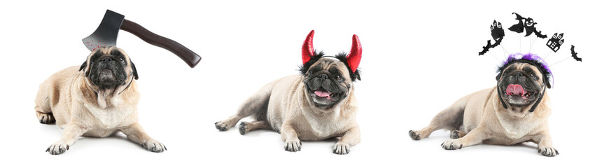 Set of cute pug dogs with Halloween decor on white background