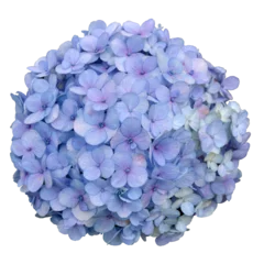 Tuinposter Blue Hydrangea Flower Bouquet © Rogerio