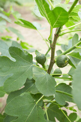 Fototapeta premium Ripe fig fruits in the canopy of the tree
