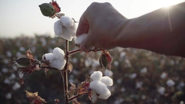 Cotton field.Hand opens cotton from a bush of ripe cotton
