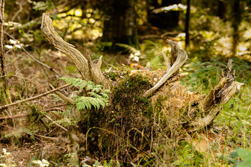 ein morscher Baumstumpf