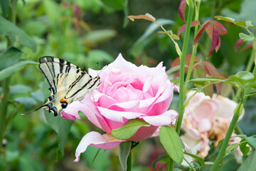 A beautiful sailboat butterfly (Papilionidae) sat on a pink rose flower on a summer day in the garden.
