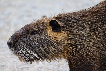 Nutria im Portrait