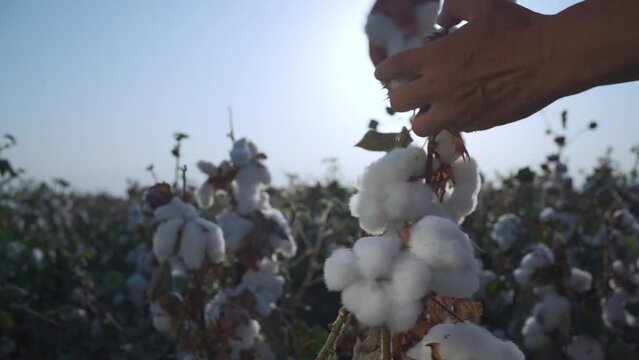 Cotton field.Hand opens cotton from a bush of ripe cotton