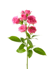 Obraz premium Beautiful pink roses on white background