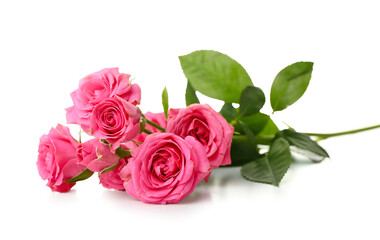 Beautiful pink roses on white background