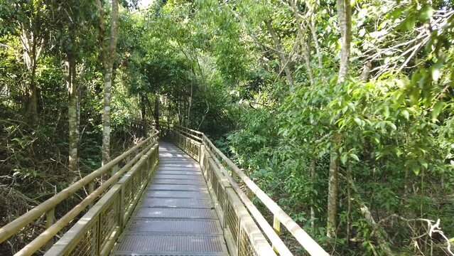 The National Iguazu Park on the Argentine side has several trails. This is one of the trails on the lower circuit