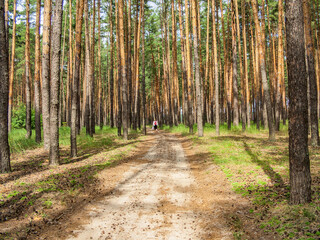 Fototapeta premium In the pine forest