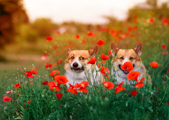 two cute corgi dogs are sitting on a sunny summer meadow among the flowers of red poppies
