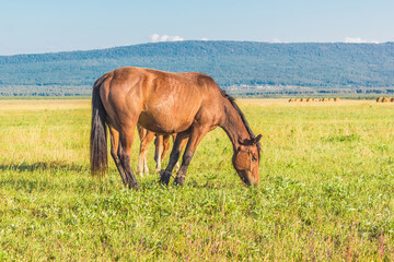 Beautiful red horse eating grass in summer field with young 