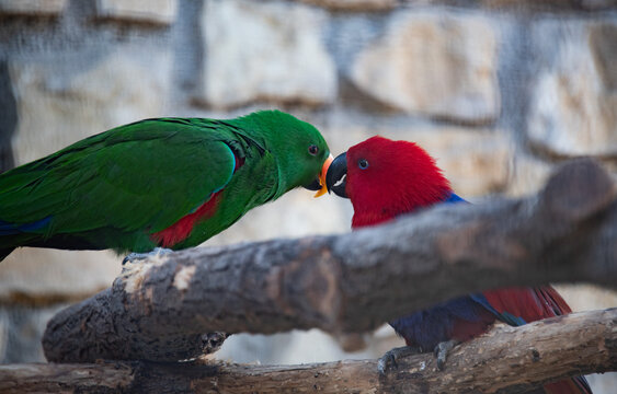 pappagallo rosso e pappagallo verde in amore