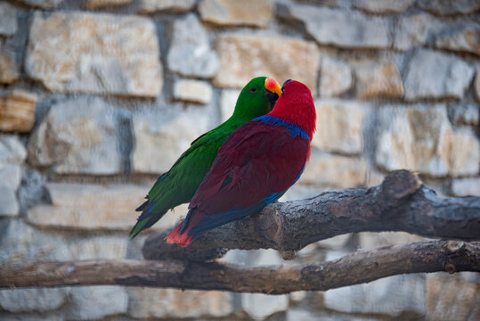 pappagallo rosso e pappagallo verde in amore