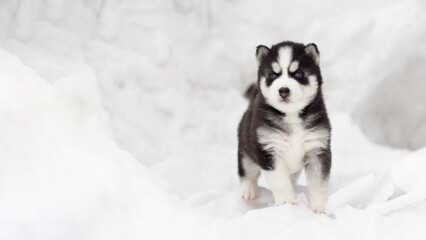 Winter portrait of a cute blue-eyed Siberian husky puppy, dog on the snow in winter , winter card with puppy © spyrakot