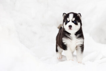 Winter portrait of a cute blue-eyed Siberian husky puppy, dog on the snow in winter , winter card...