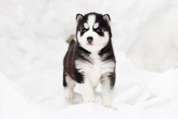 Winter portrait of a cute blue-eyed Siberian husky puppy, dog on the snow in winter , winter card with puppy