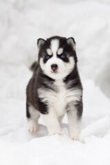 Winter portrait of a cute blue-eyed Siberian husky puppy, dog on the snow in winter , winter card with puppy