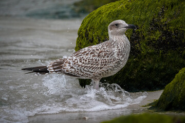 Möwe