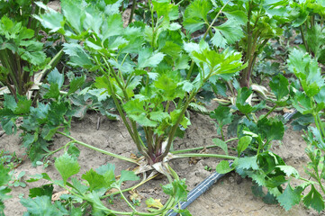 Celery grows in open ground