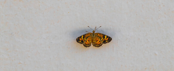 Colorful orange yellow butterfly insect sitting white background in Mexico.