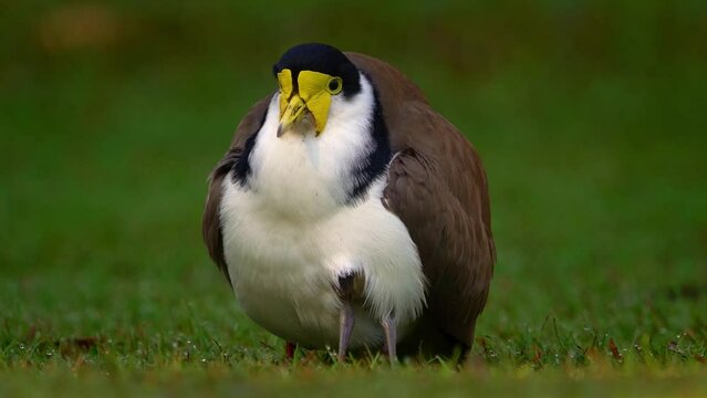 Vanellus miles - Masked Lapwing, wader from Australia and New Zealand with beautiful background, wetland bird on the ground, green grass colorful back, this species in common across Australia