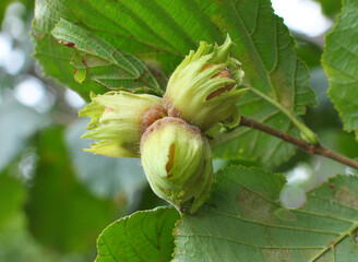 Nuts ripen on a hazel branch