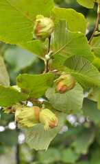 Nuts ripen on a hazel branch