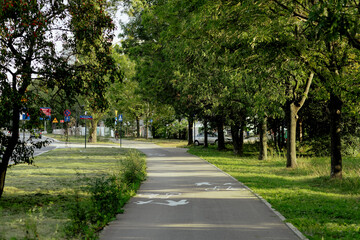Fototapeta premium alley in the park