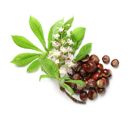 Fresh chestnuts, leaves and flowers on white background