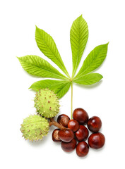 Chestnuts with leaf on white background