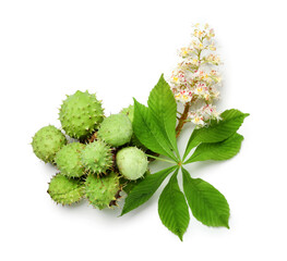 Heap of green chestnuts, leaf and flower on white background